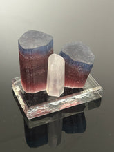 Blue Cap Specimen 003