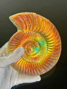 Fire Ammonite Sculpture