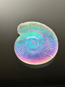 Chromatic Ammonite