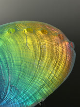 Rainbow Abalone