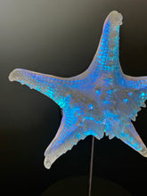 Large Aural Sea Star w/stand