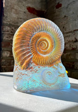 Sun Stone Ammonite