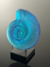 Aqua Aura Ammonite