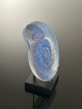 Aqua Aura Ammonite