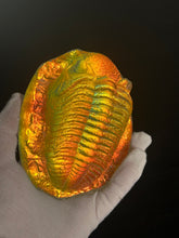 Lava glow Trilobite w/stand