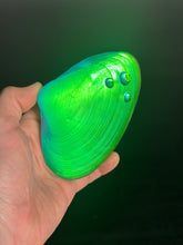 Green/Blue Window clam