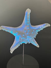 Large Aural Sea Star w/stand