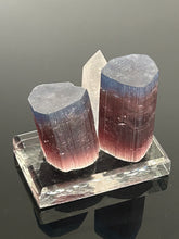Blue Cap Specimen 003