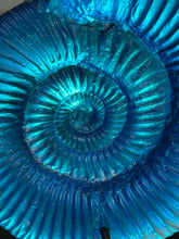 Aqua Aural Ammonite