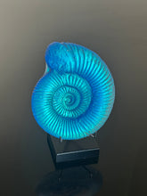 Aqua Aura Ammonite