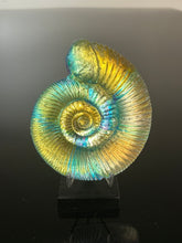 Ancient Ammonite