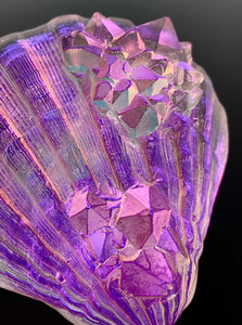 Crystalized Amethyst Scallop