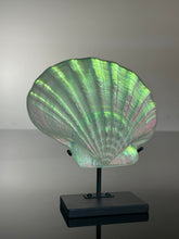 Sunset Scallop