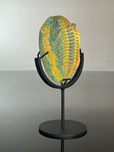 Lava glow Trilobite w/stand