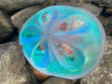 Aural Sand Dollar