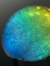 Rainbow Abalone