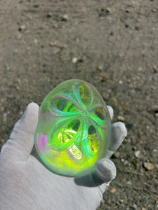 Aural Sand Dollar