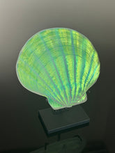 Sunset Scallop