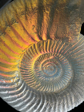 Opal Ammonite