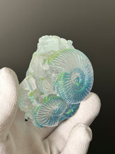 Ammonite Specimen