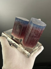 Blue Cap Specimen 003