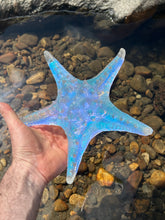 Large Aural Sea Star w/stand