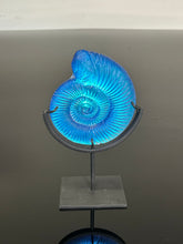 Aqua Aural Ammonite
