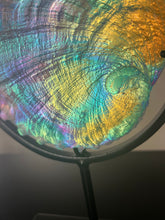 Cosmic Abalone “Large with stand”