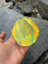Lava glow Trilobite w/stand