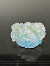 Ammonite Specimen