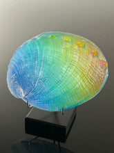 Rainbow Abalone