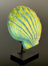 Sunset Scallop