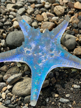 Large Aural Sea Star w/stand