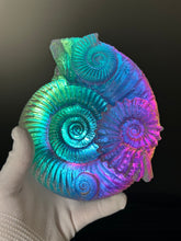 Rainbow Ammonite Cluster
