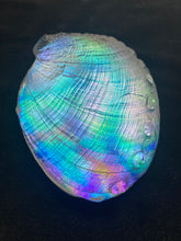 Cosmic Abalone “New year Sale”