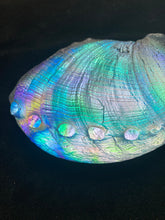 Cosmic Abalone “New year Sale”