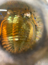 Nodule #103 “Golden Honu Shell”