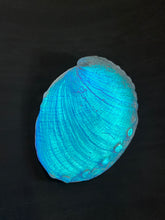 Spectral Abalone “New Year Sale”