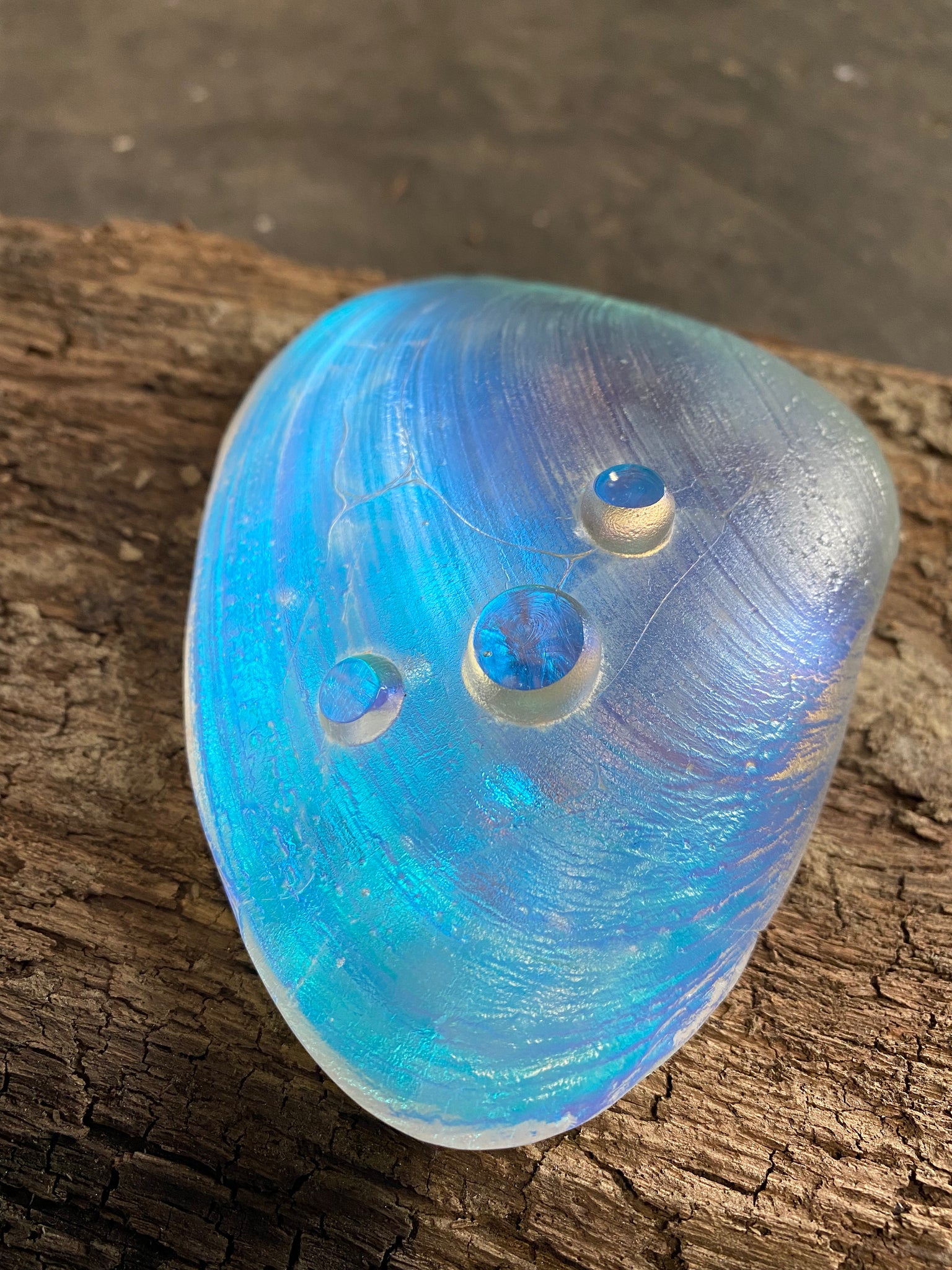 New England Window Clam – Shop J Sinkus Glass