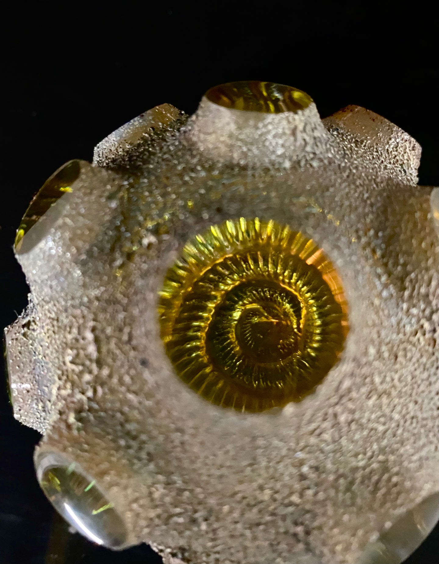 Nodule #91 “Golden Ammonite”